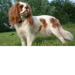 funs of dogs