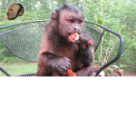 DA MONKEYS WANT SOME MEAT