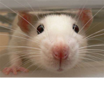 Rat Cafe Official