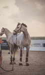 Diamond Love Equestrian