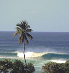 las palmas.