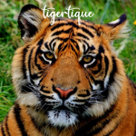tigertique