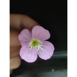 Ileene