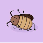 Roaches hi