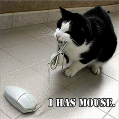 funny cat Roblox decal