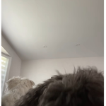 harley and mika
