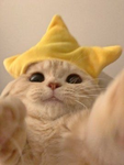 Anime clothes cherry lemon