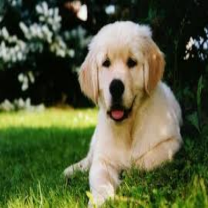 Dog Roblox decal