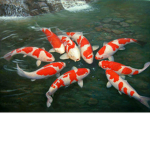 the koi republic