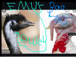 EMU fans !!!
