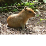 Capybara Stans