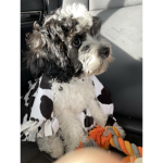 Cash the poodle army