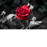 Red-Rose MAFIA