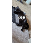 Luna the chunk cat