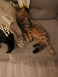 Katter!