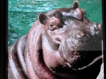 The hippo gng