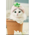 ~ eVeRyOnE lOvEs cAtS ~