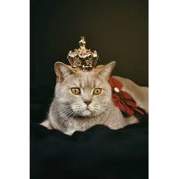 The cat castle