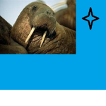 Communist Rebublic of Walrusia