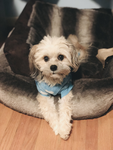 Nerissa’s dog group