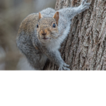 squirrels entitled
