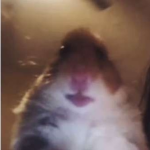 HamsterUnion