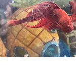 Chester the fish
