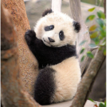 Panda's are cute!!!!!