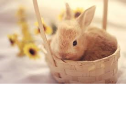 Bunny Hangout for my group!