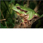 Friend Froggies