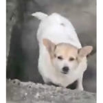 Gang Cachorrinho Rebaxado