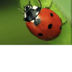 Le coccinelle di roblox