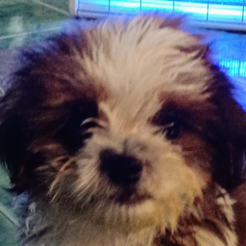 R.I.P Milko [2020 - 2021]