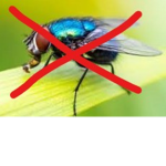 The Fly Swatters
