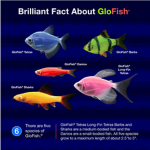 GloFish CommunityTM