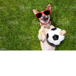 Soccer Doggies