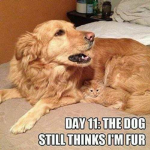 rob ux woof