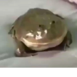 Scary f r o g