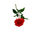 Rσses®