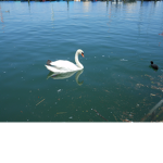 ~The Swan fan Group~