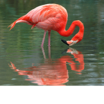 Flamingo fan group army