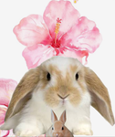 bloominq bunnies