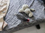 White Teddy's Group
