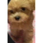 The Bella the pup group
