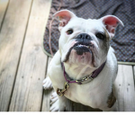 MrBullBuII