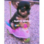 - fairys group -