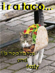 TACO NITE