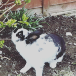 Trixie squad bunny