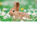 Sunflowers and bunny’s :)