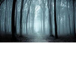 survival forest (can you survive?)